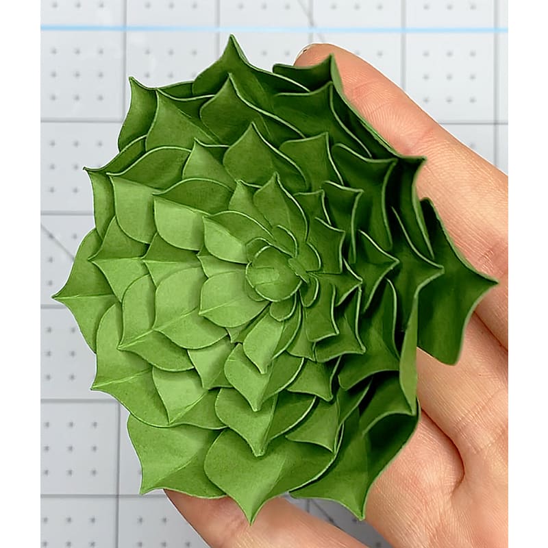 Detailed Layered Succulent Template